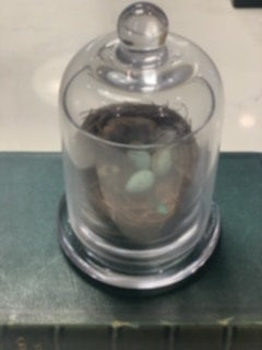 Birds Nest Cloche - Small B